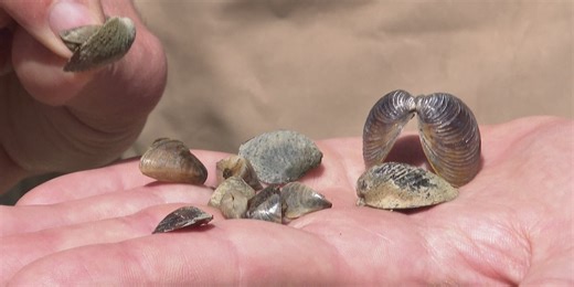 The latest on zebra mussels