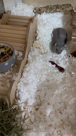 Hackamore the Hamster | Enclosure setup