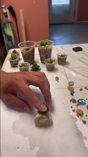 How to plant Christmas moss￼