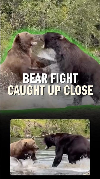 This Bear Fight Got WAY Too Close