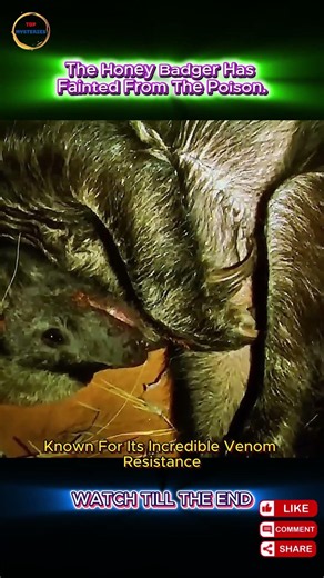 Why Did This Honey Badger Collapse After Fighting a Gaboon Viper?