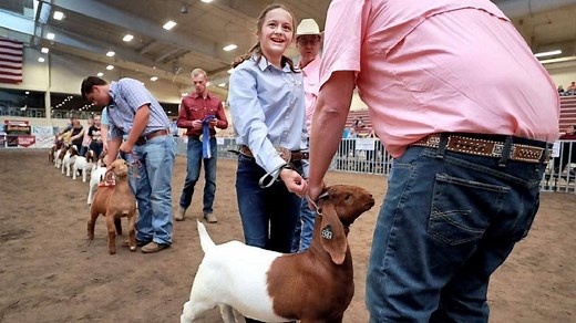 Raising Boer Goats for Show: Selection, Care and Showing
