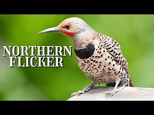NORTHERN FLICKER with CALL, SOUNDS and INTERESTING FACTS