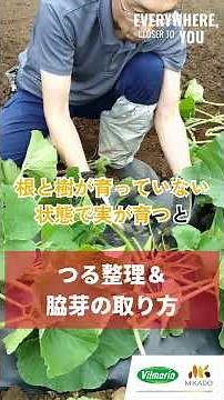 Must-see for beginners! How to train kabocha plant, remove side buds and determine the fruiting node