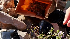 Harvesting fragrant thyme in rocky areas using scissors to cut the stem of the flowers and a paper bag to fold the herbs. The use of thyme in food and medicine for decoction