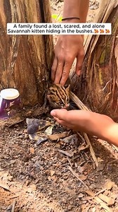 This family found a baby savannah cat and then... #savannah #cat #animals #shorts | AnimalLove Stories