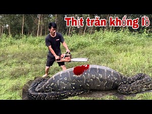 Cận Cảnh Thịt Trăn Khổng Lồ Làm Nguyên Liệu Nấu Cao | giant python meat