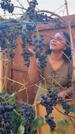 മുന്തിരി പാടം കൊയ്താലോ #garden #organic #wine #grapes #harvest