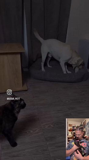 Kittens slapping dogs #kitten #kittenlife #cat | Cat Dad Reacts | Facebook