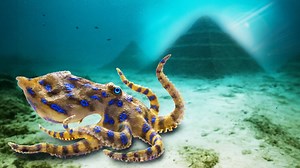 Are octopuses alien-like? The science behind the mystery