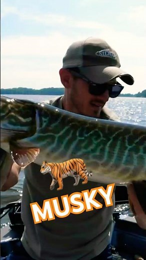Tiger Musky CRUSHES in the FIGURE8!😱😮#muskyfishing #tigermusky #muskie #musky #muskylures #fishing