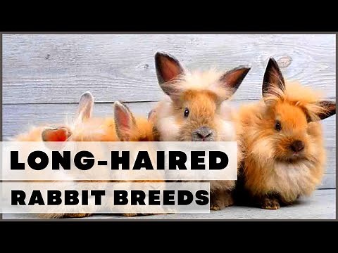 Adorable Long Haired Rabbit Breeds