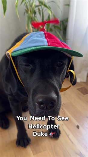 Adorable Black Lab Winks at You