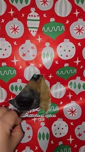 Pastor Aleman posando para las fotos navideñas✨️💕 #germanshepherd #dog #cutedog #merrychristmas