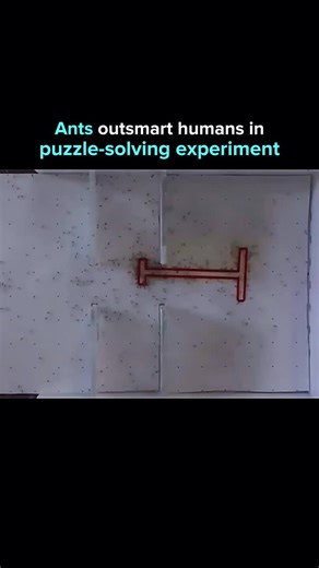 AI. Tech. The next evolution. on Instagram: "A viral video shows longhorn crazy ants working together to move a T-shaped object through narrow slits, rotating and adjusting it with perfect coordination. Their teamwork outperformed human teams in the same challenge. Published in PNAS, the study highlights “emergent collective intelligence”: individual ants have limited cognition, but together they solve complex geometric problems efficiently. Humans, even with higher intelligence, struggled when
