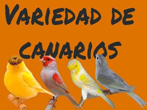 TIPO DE CANARIOS 🐤 VARIEDAD DE CANARIOS, COLORES, FORMAS, POSTURAS Y CANTO.