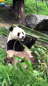 It was a rainy day in Dujiangyan. It's like eating spring rolls. #QingQing #panda #mypandatour | My Panda Tours