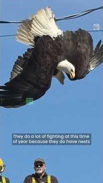 Two eagles tangled up in a power line | #eagles #shorts