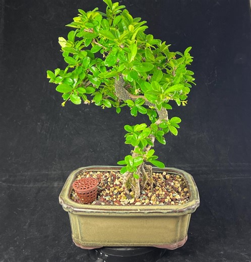Flowering Fukien Tea Kifu Bonsai Tree   Basket With Fertilizer & Humidity Tray - Carmona Microphylla # 2724 - Etsy