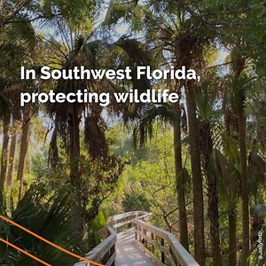 186K views · 1.9K reactions | We’re incredibly lucky to have such a wide variety of fascinating wildlife on The Beaches of Fort Myers & Sanibel. See where you can show your love for our locals!  https://bit.ly/33dkg9K | Visit Fort Myers | Facebook