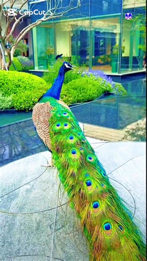 Why Peafowl National Bird of India #peafowl #nationalbirdofindia #shorts