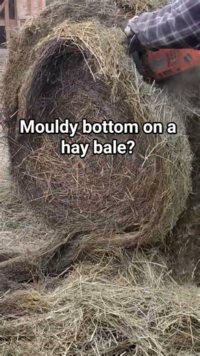 Genius way to remove a mouldy edge from a round bale 😅