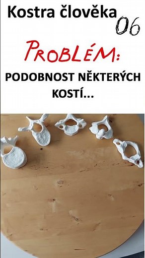29/ Kostra člověka-06 #anatomie #biologie #maturita