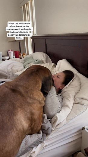 Funny Talking Dog Wakes Up Owner for Breakfast | Holiday Humor