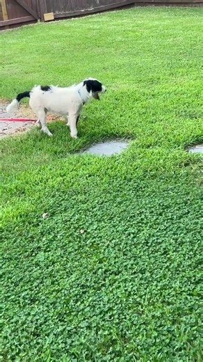 Video of adoptable pet named Kian