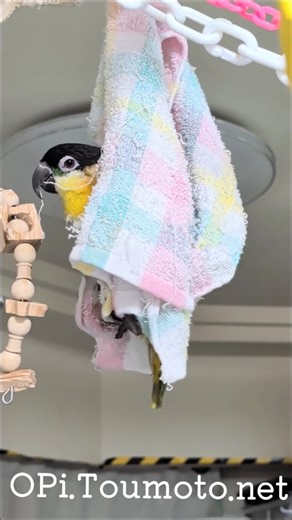 愛鳥研究家おぴ～とうもと on Instagram: "水浴び後の体拭きも激しくアクロバティックに☺ #OPiPionites #OPiQPi #pionites melanocephalus #Pionites #ズグロシロハラインコ 愛鳥写真家おぴーとうもと OPiToumoto.net"