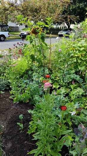 Towheebird on TikTok