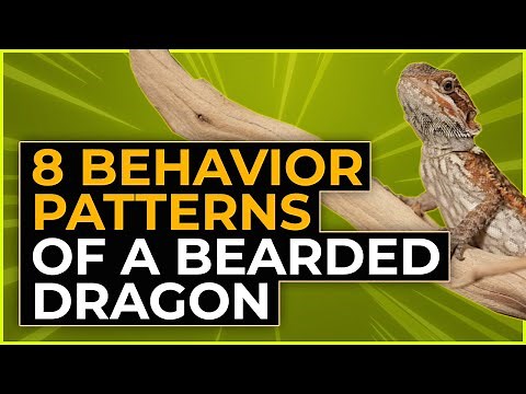 8 Behavior Patterns of a Bearded Dragon [And When To Worry]