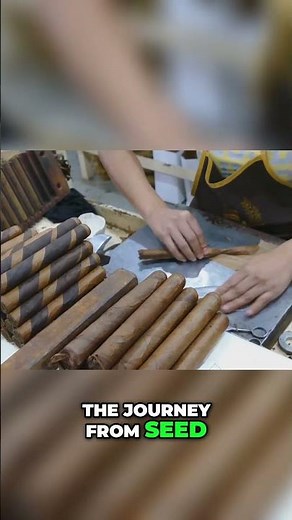 Cigar Making: The Fascinating Journey from Seed to Smoke