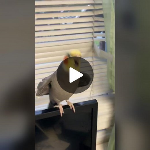 Dancing Cockatiel - Bird Videos Compilation