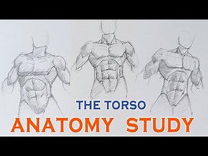 The Torso Anatomy Study | Learn Human Anatomy for Artists & Students