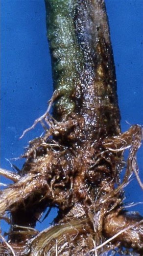 Fusarium Root and Crown Rot! #shorts #agriculturelife #agriculturetips #planttips #gardeningtips
