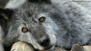 64K views · 6.1K reactions | He is not a trophy. Bill H.R. 424 seeks undermine the Endangered Species Act and allow wolves to be shot and trapped for trophy in 4 states. To add insult to injury, the bill prohibits its judicial review thus preventing any legal challenge. The bill is advancing. Please help by taking action today > bit.ly/2xqvcRh | Wolf Conservation Center | Facebook