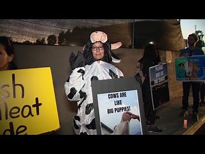 Animal rights activists hold vigil for herd of cows returned to slaughterhouse
