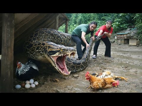 Giant python attacks chicken coop - Picking wild fruit to sell, taking care of pregnant wife