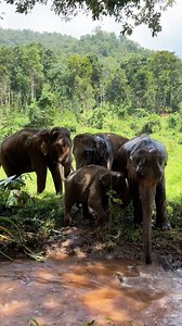 4.5K reactions · 57 shares | This stunning close-up of an elephant. Its gentle gaze reflects a life intertwined with the wilderness. #pataraelephantconservation #pataraelephantsafari #thailand #elephant | Patara Elephant Conservation | Facebook