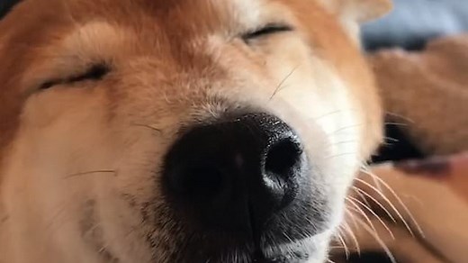 Grinning dog always greets their owner with the biggest smile