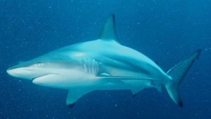 Study Reveals Complexity Of Shark Sensing