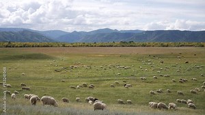 Animals graze in meadow, pasture. Huge number of cattle, flock of sheep, wide large green field. Agriculture, Rural Countryside, Natural Pastures, Animal Husbandry and Herd Care. Picturesque landscape