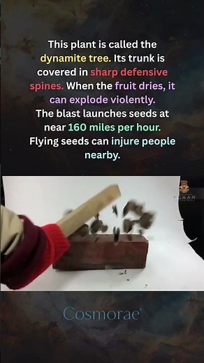 This Tree Explodes to Spread Its Seeds