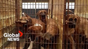 South Korea bans selling dog meat for consumption, ending controversial practice - The Global Herald