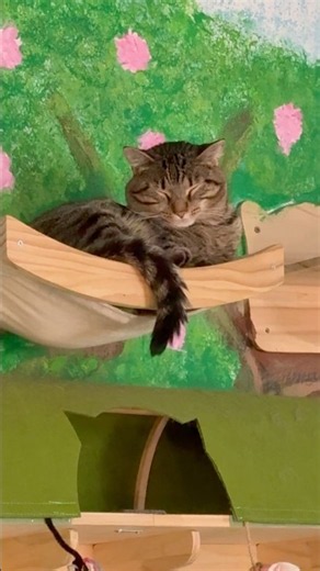 Make your day Cuter with these Absolutely Adorable & Hilarious Funny Cat Video Shorts #catsofyoutube