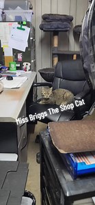 Shop Cat Miss Briggs' Favorite Spot Dispute