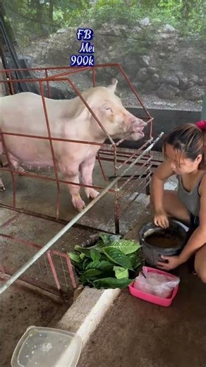 How to Mix High-Protein Pig Feed at Home! #PigFeedMix #DIYFeed #PigFarming