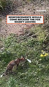 5.9K views · 68 reactions | Who would be the winner? | The Kiwi | Facebook