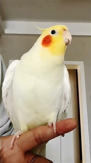 Cute Cookie Cookie Dance 🎶🦜💖 #cockatielscraze